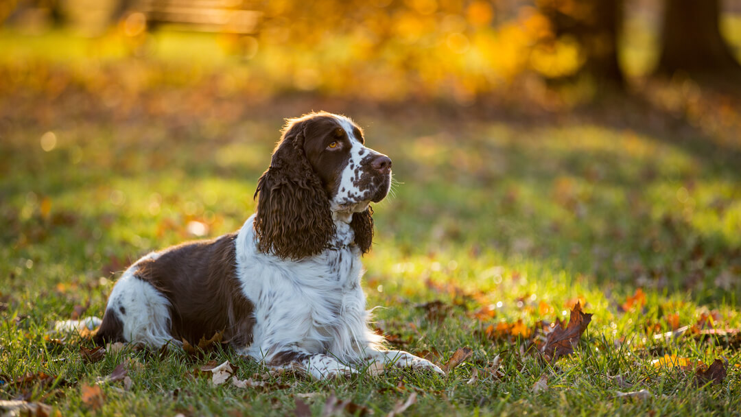 Small gun hot sale dog breeds